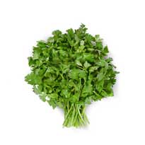 Cilantro