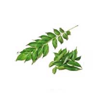 Curry Leaves